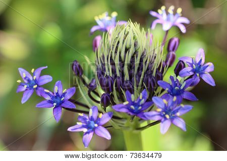 Purple Agapanthus Flowers