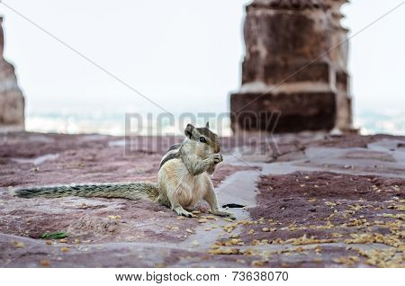 An Indian Palm Squirrel Having Food
