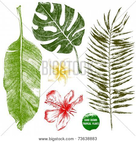 Set of hand drawn tropical leaves and flowers in color