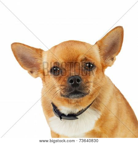 Chihuahua Dog In Anti Flea Collar Isolated On White Background.
