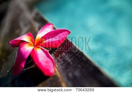 Plumeria