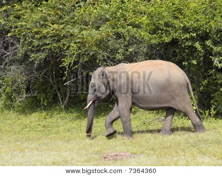Tusker giovani