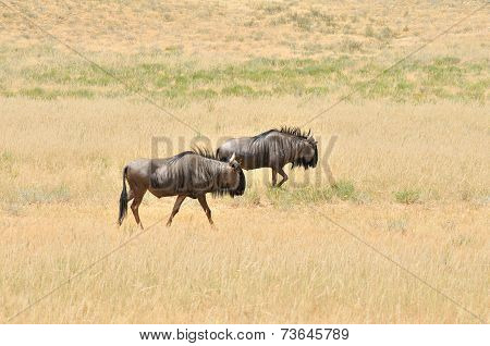 Two Blue Wildebeest Walking