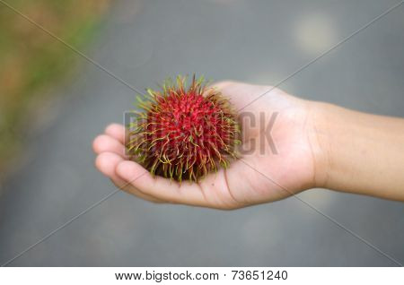 Children hand holding fresh rambutan fruit (nephelium lappaceum)