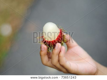 Children hand holding fresh rambutan fruit (nephelium lappaceum)