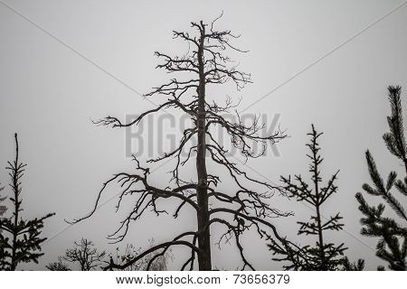 Tree without leafs