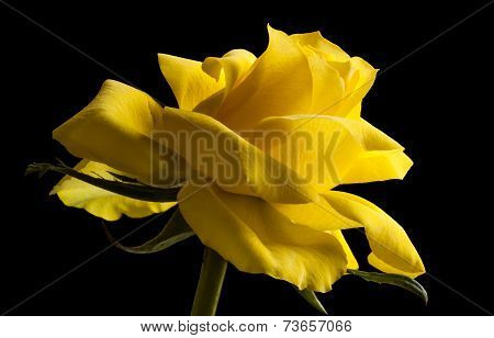 Rose Isolated On A Black Background