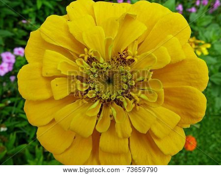 Yellow Zinnia