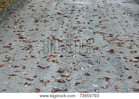 Leaves on a road