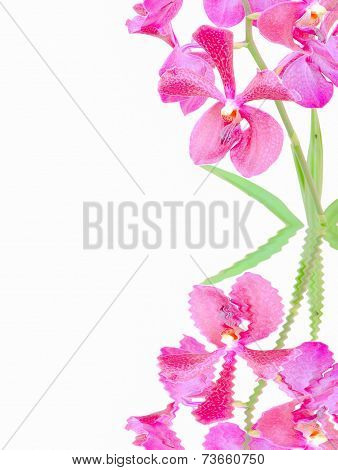 Vanda orchid flowers