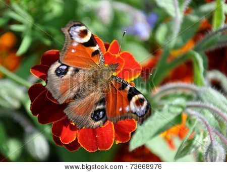 Butterfly on blooming plants