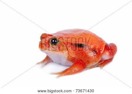 Madagascar tomato Frog isolated on white