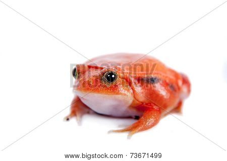 Madagascar tomato Frog isolated on white
