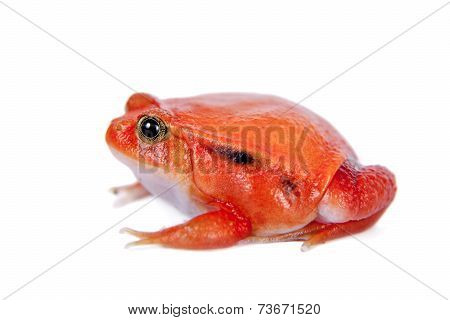 Madagascar tomato Frog isolated on white