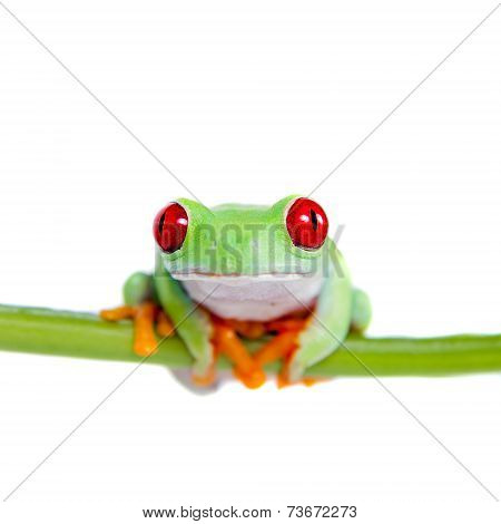 Beautiful red eyed tree frog on white background