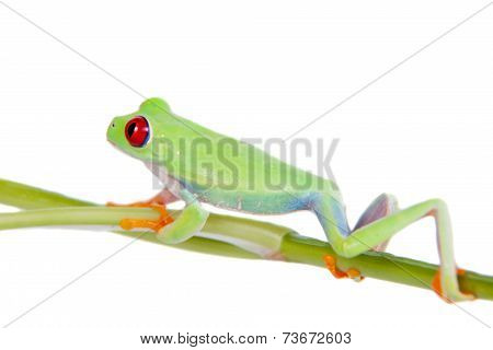 Beautiful red eyed tree frog on white background