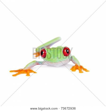 Beautiful red eyed tree frog on white background
