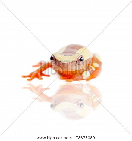 Shreve's Sarayacu treefrog isolated on white