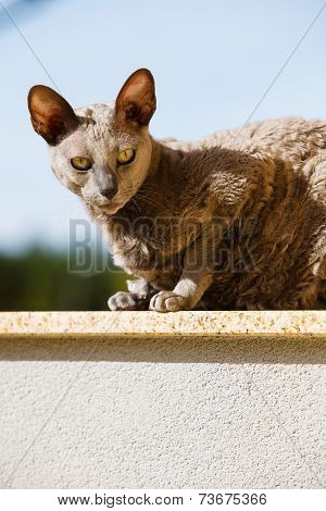 Animals At Home. Egyptian Mau Cat