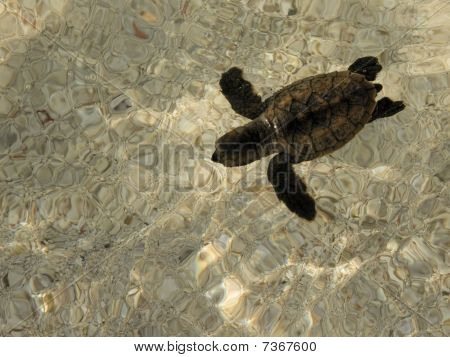 Honu Float