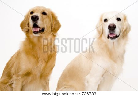 Dois cães
