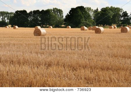 Nach der Ernte 