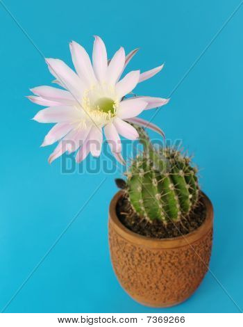 Kaktus blomst Echinopsis