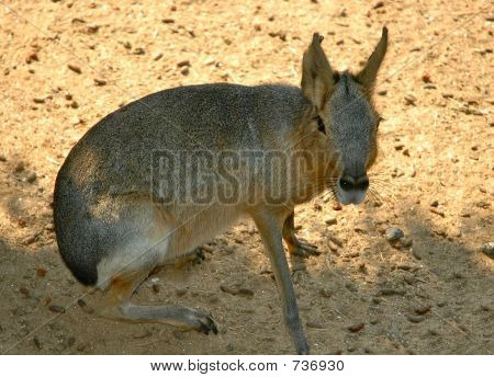 Capibara