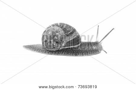 Profile Of Garden Snail With Boldly Striped Shell