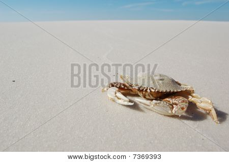 Closeup krab