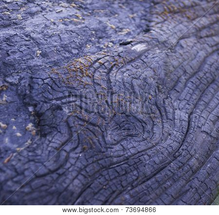 Burnt Wood