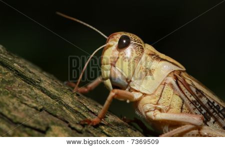 バッタ
