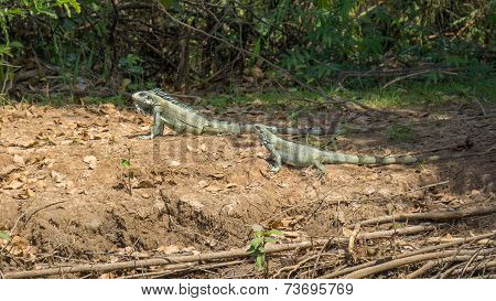 Iguanas couple in riverbank of Brazilian Pantanal
