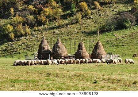 Flock Of Sheep And Haystacks At Autumn