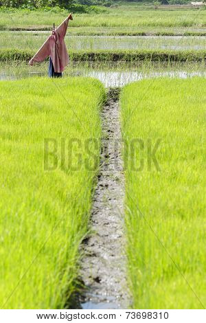 Scarecrow In Rice Field.