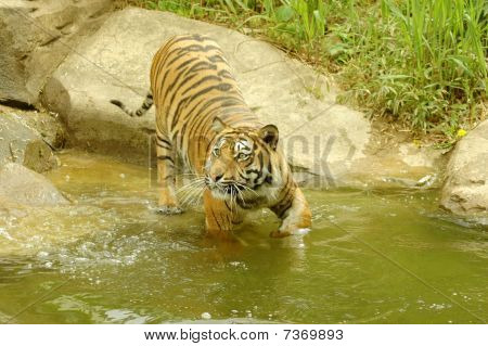 Tiger Goes Across The River.