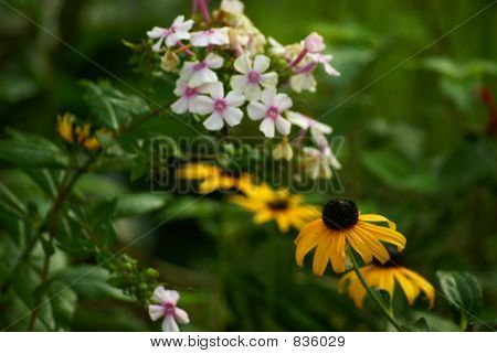 blackeyed susan