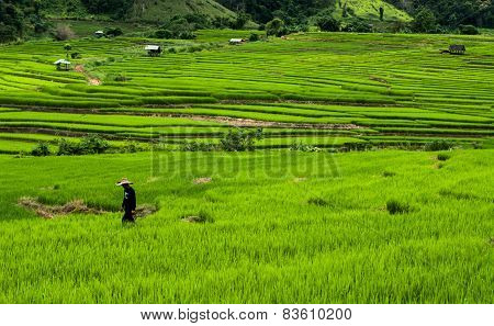 Terrace rice fields
