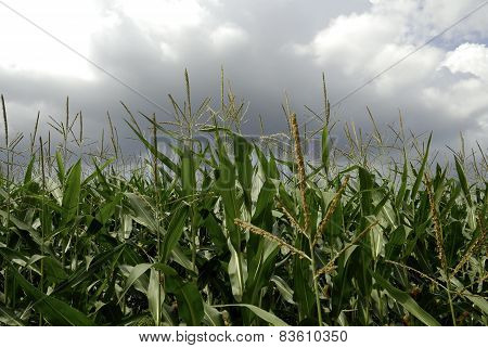 maize-field