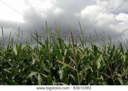maize-field