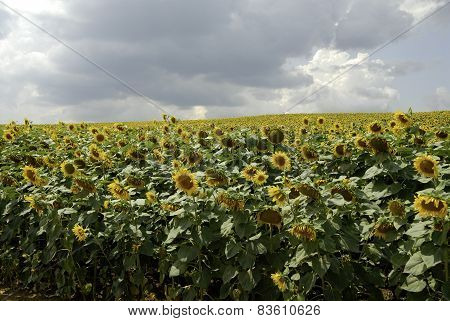 flowering sunflowers field