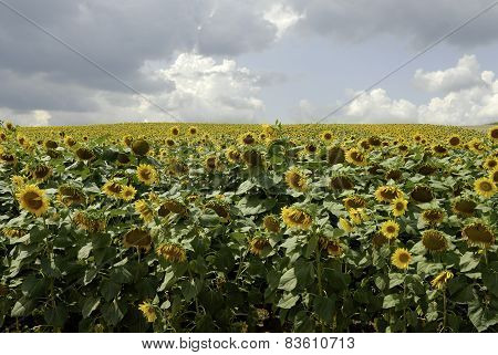 flowering sunflowers field