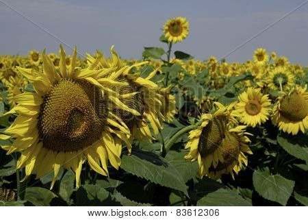 flowering sunflowers field