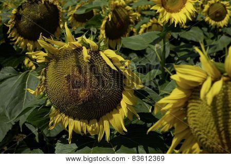 flowering sunflowers field