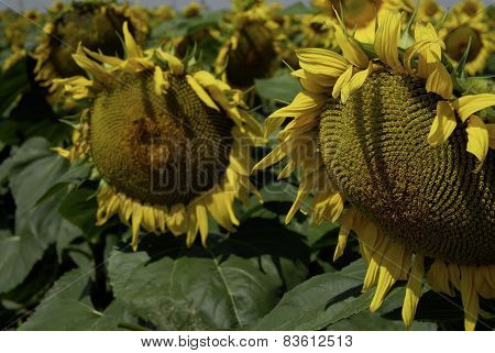 flowering sunflowers field