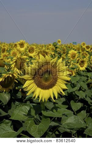 flowering sunflowers field