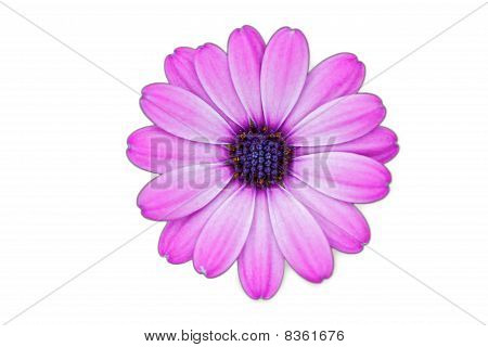 Marguerite closeup