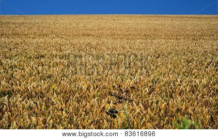 Wheat field