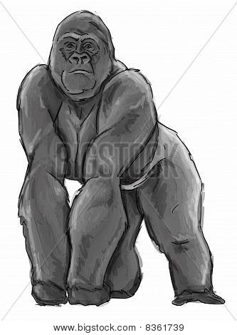 Silverback Gorilla Illustration