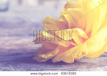 Yellow Silk Cotton Flower